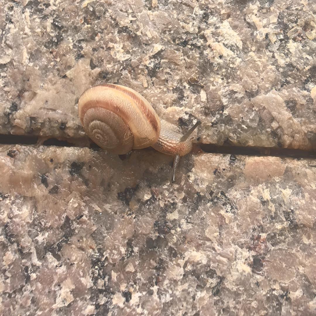 马马
