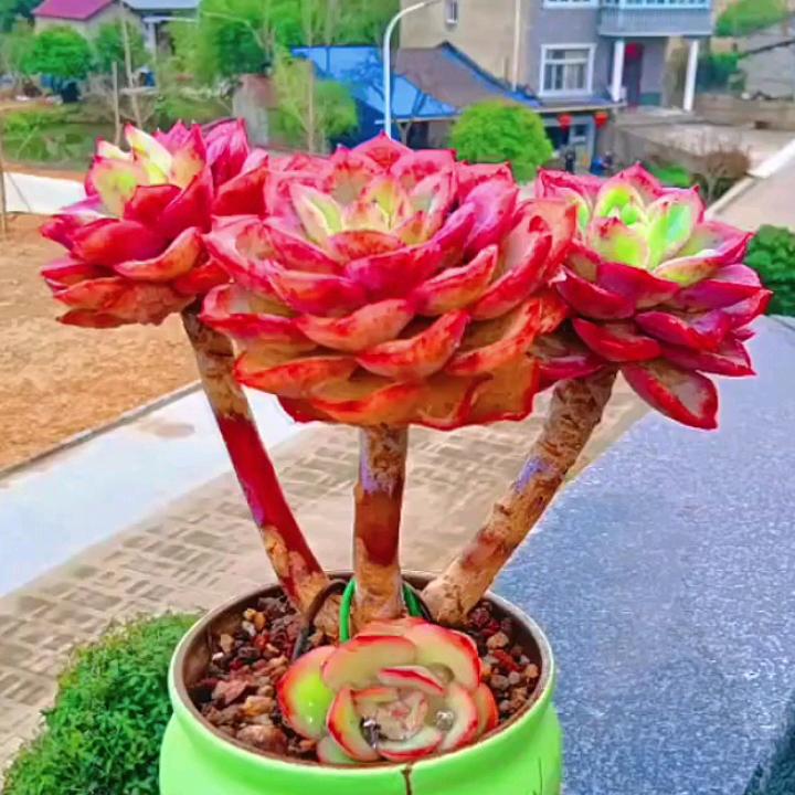 奋🌺斗🌹🐰🐰