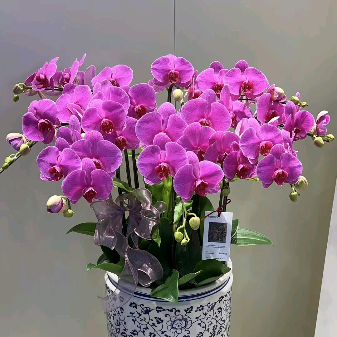 艺娟花卉