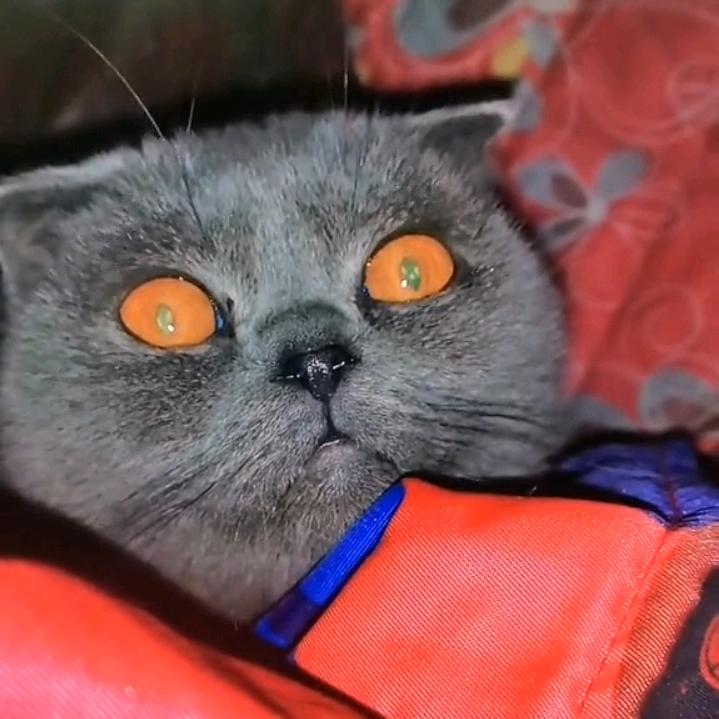 豆豆是只猫