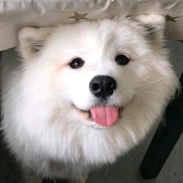 白驹ㅤ