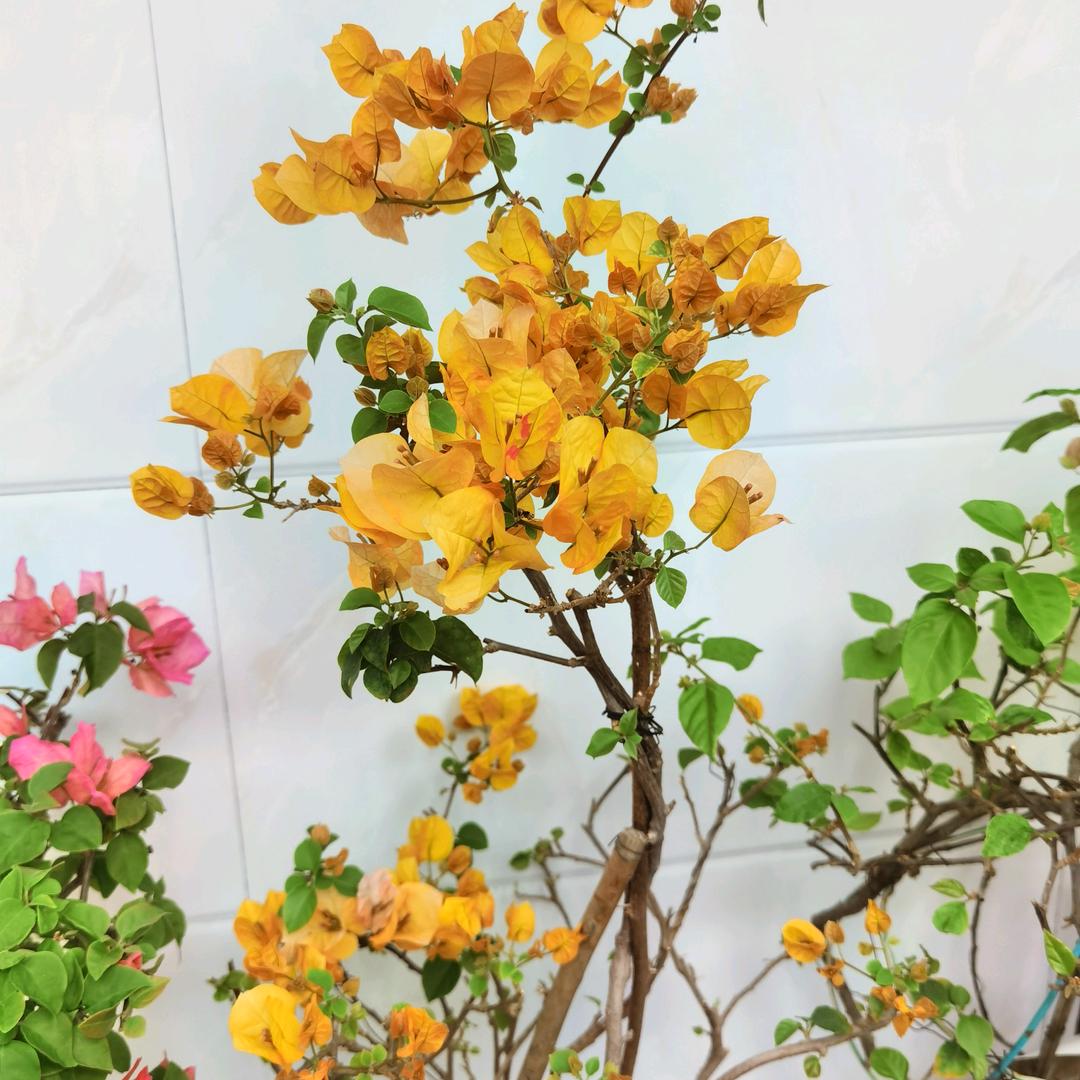 阳光（拒私聊）