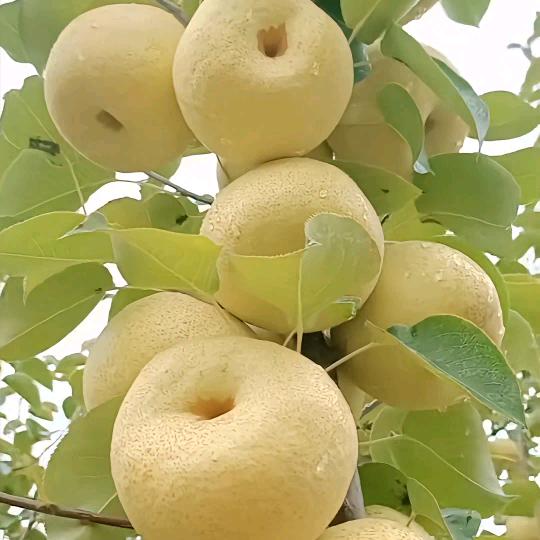 一帆风顺