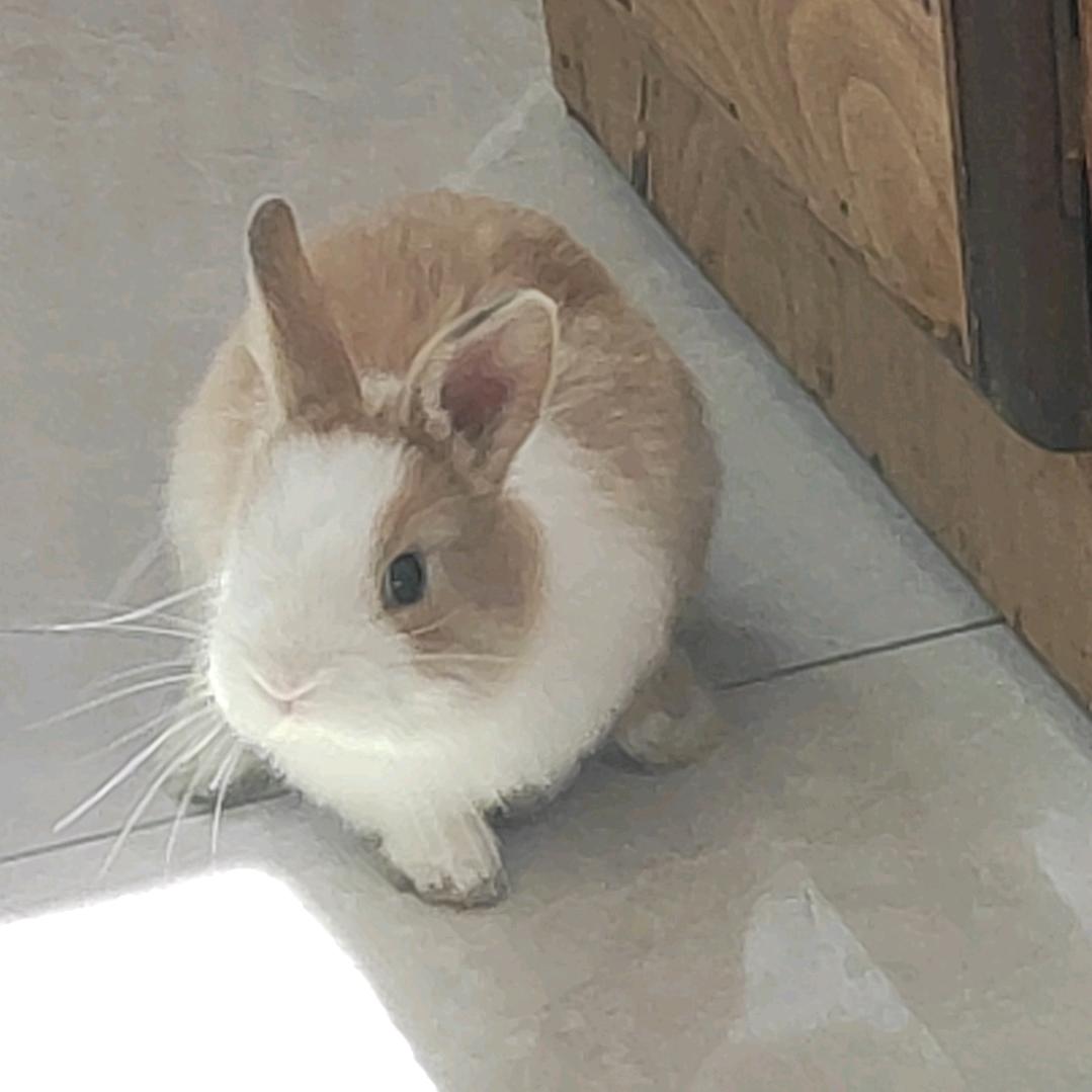 麻辣兔头🐰🐇头像