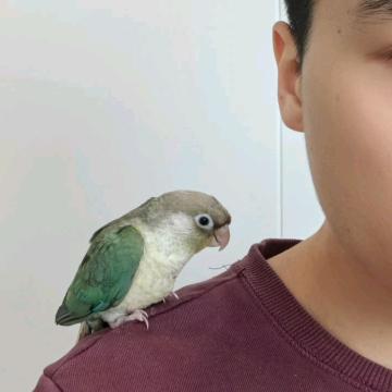 一个好鸟（郑州鹦鹉养殖场招代理）