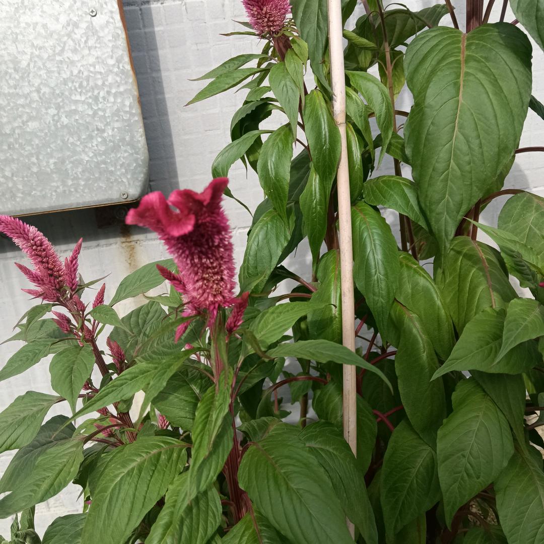 🌻🌺伤🌺心❤️妹🌹🥀🌷🍁?