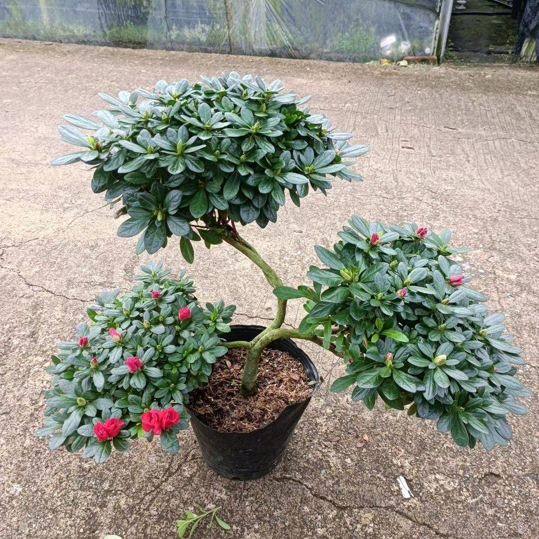 金沙盛世兰业花卉店