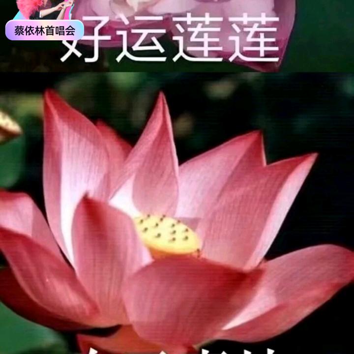 秋歌🌸