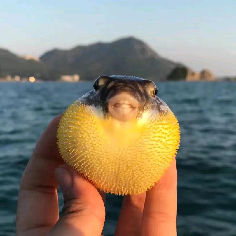 三亚赶海小猪