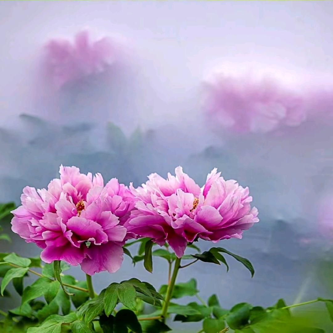 雾里看花