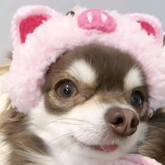 蛟枭