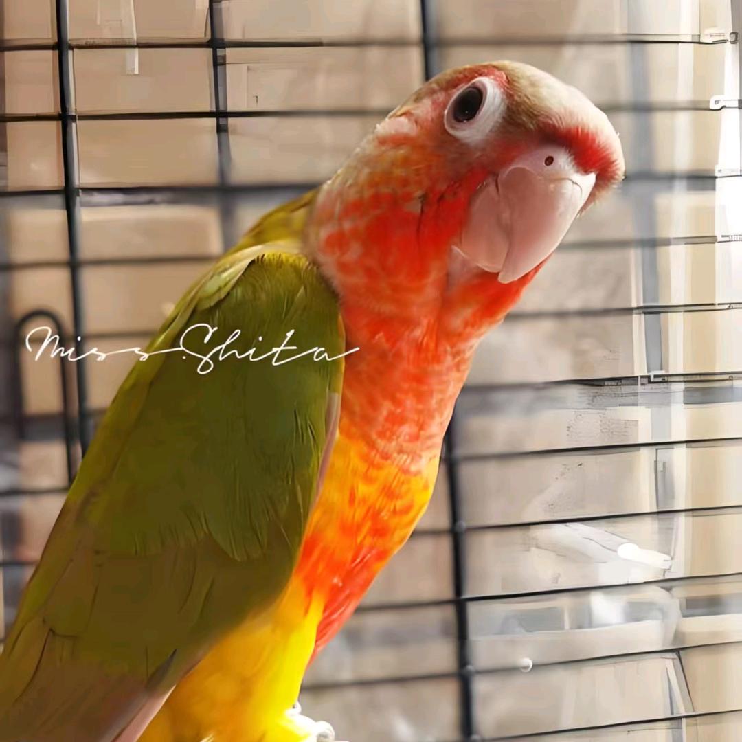 商丘山水萌宠店