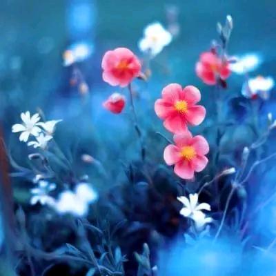风吹落花如雨