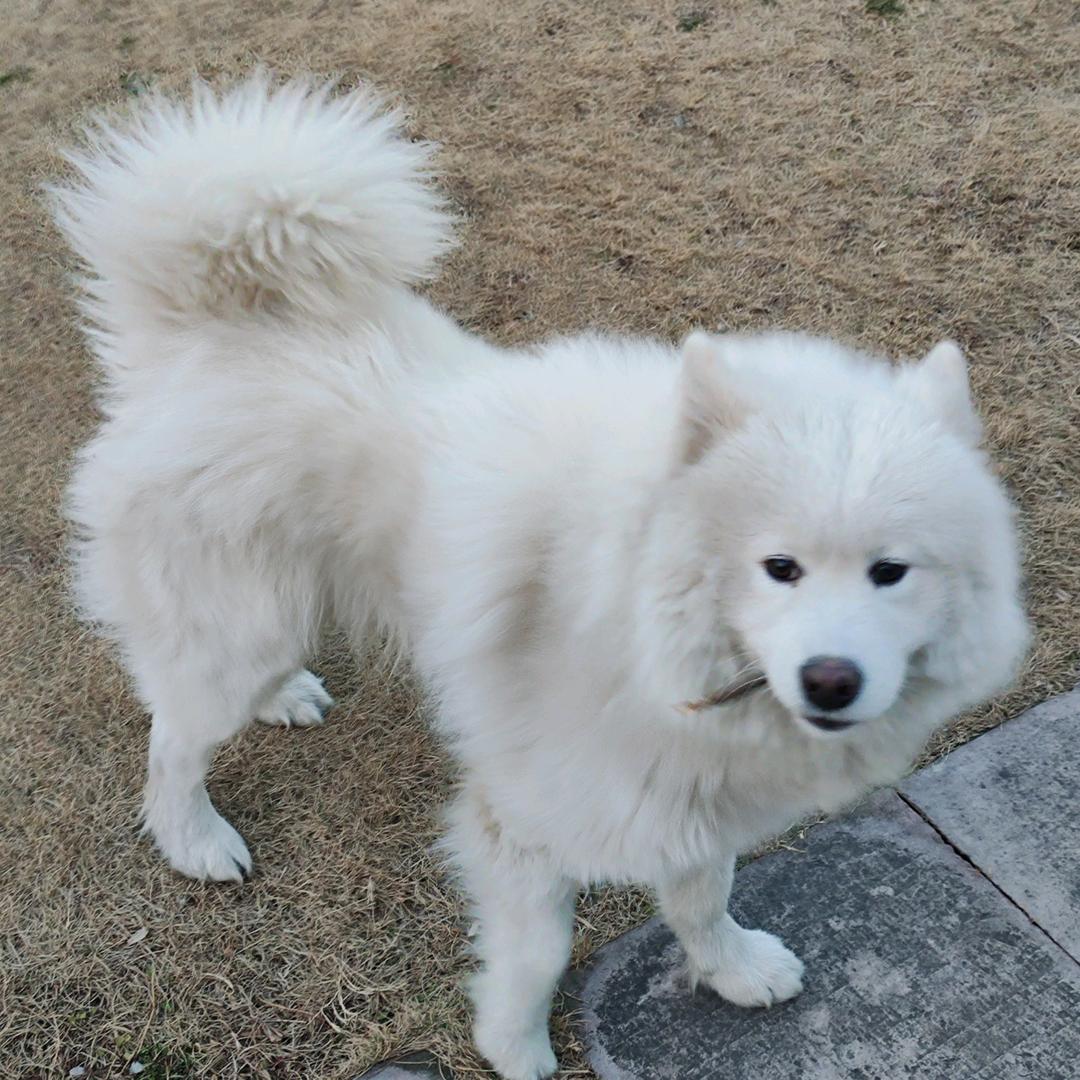 空想之狗૮・ᴥ - ა