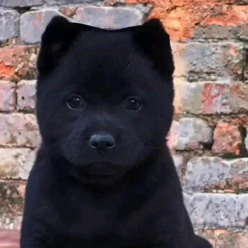 代淘田园犬8