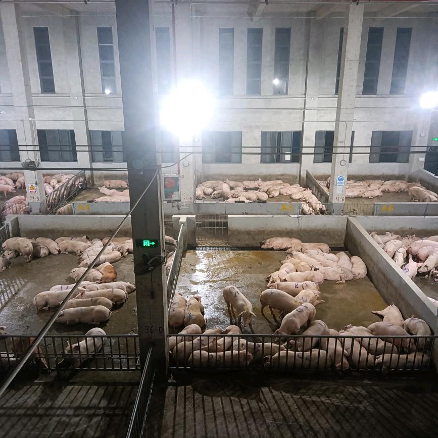 柳州土乐乐生态猪