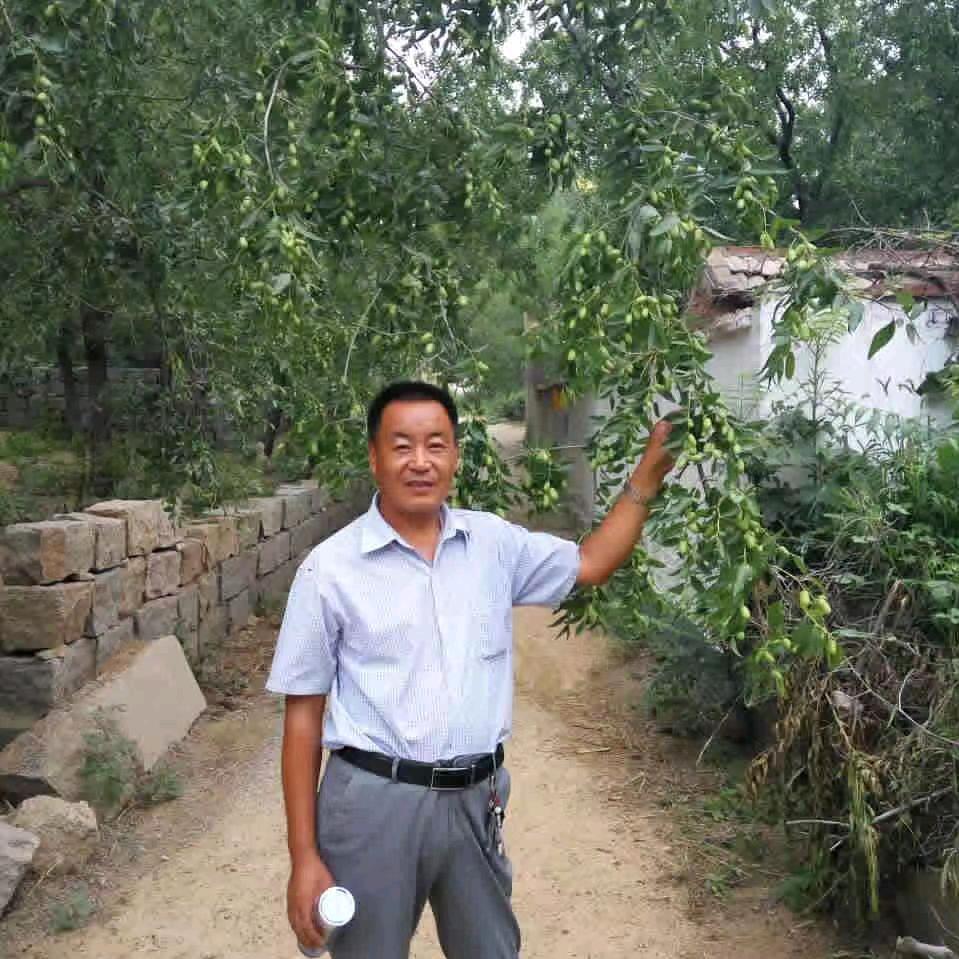 莲青好物
