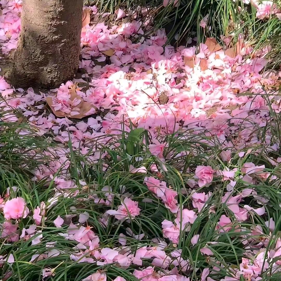 花粉