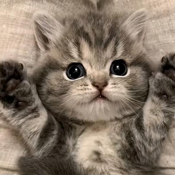 🐾