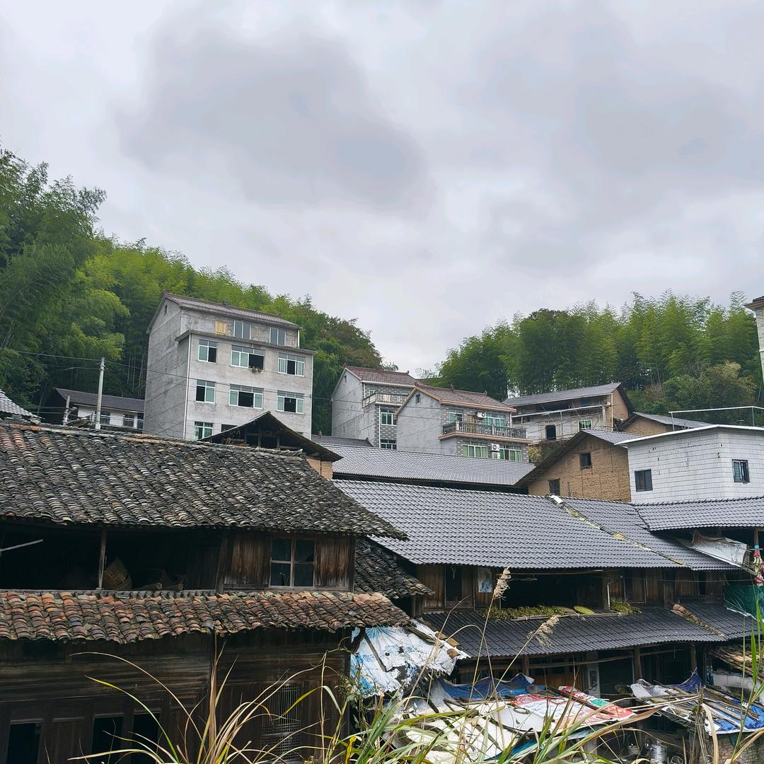 江鸽