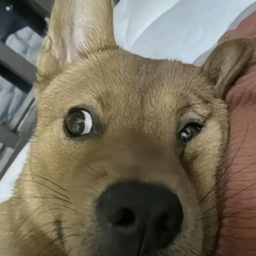 绝境李狗腿