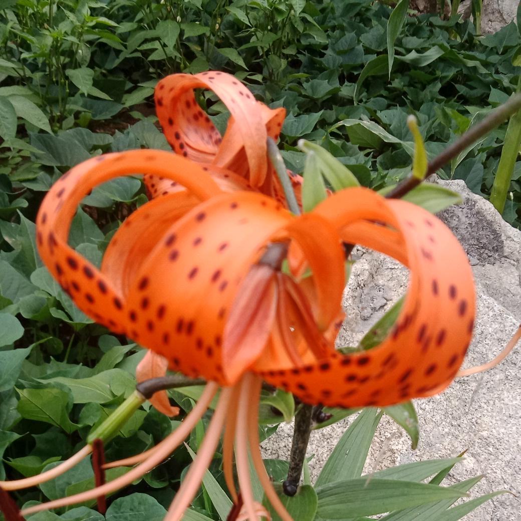 今生不想失去你