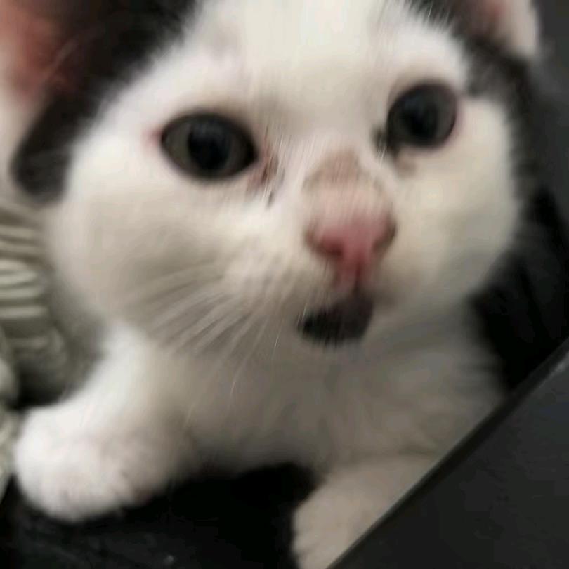 小龟