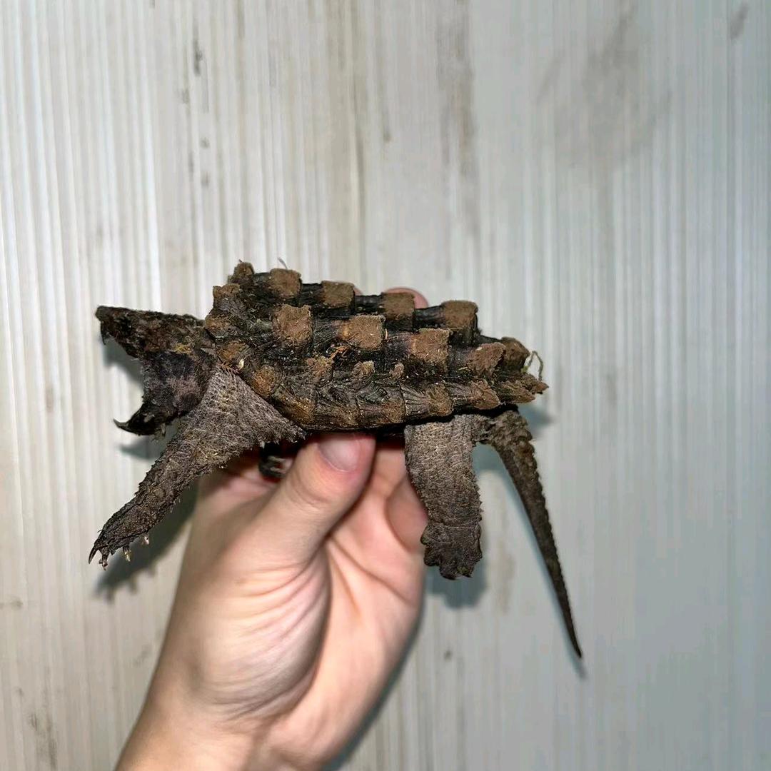 龟佬进口龟