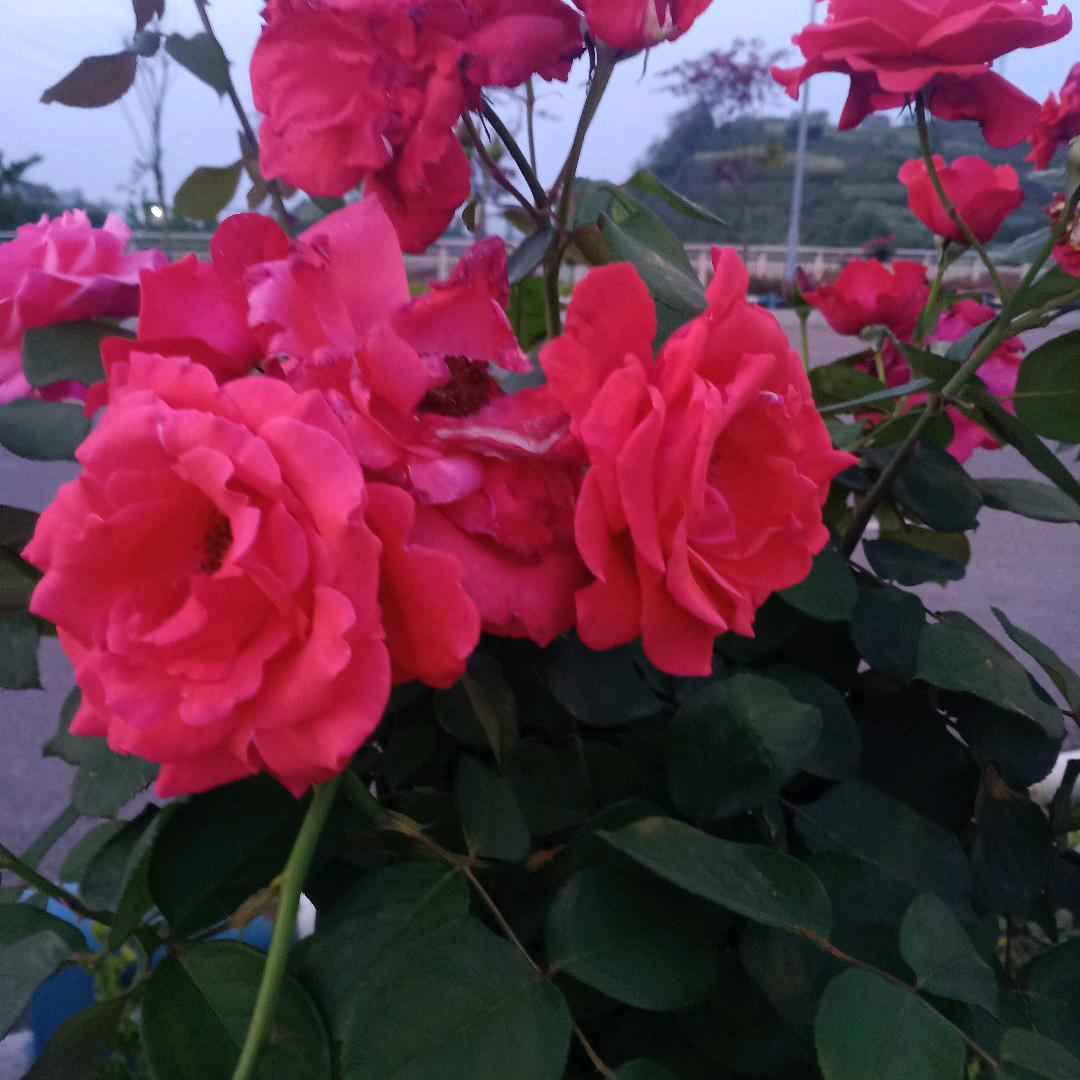 希望明天会更好
