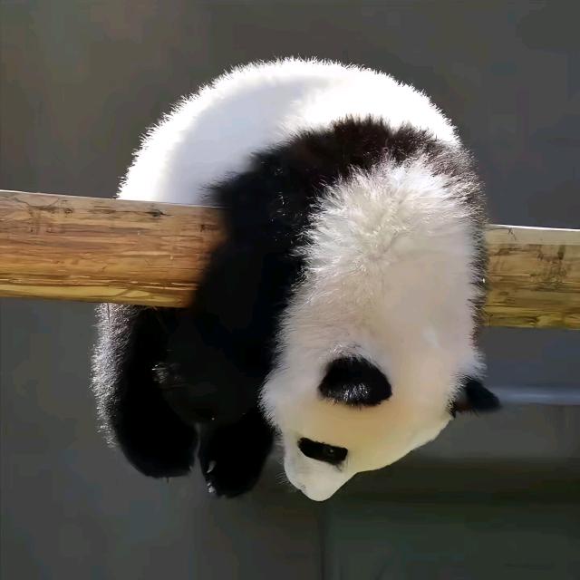 轩