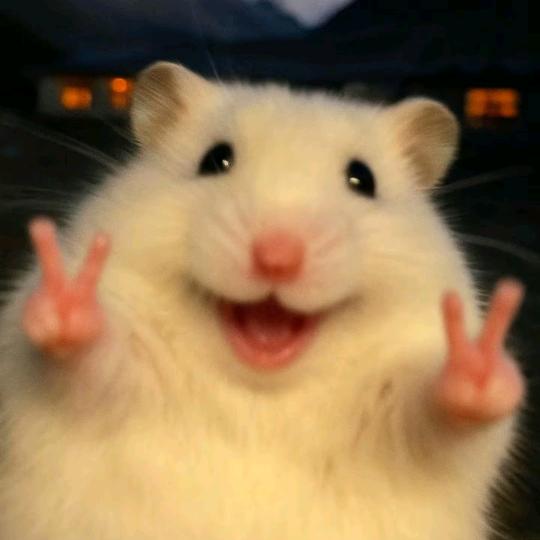 小Q！