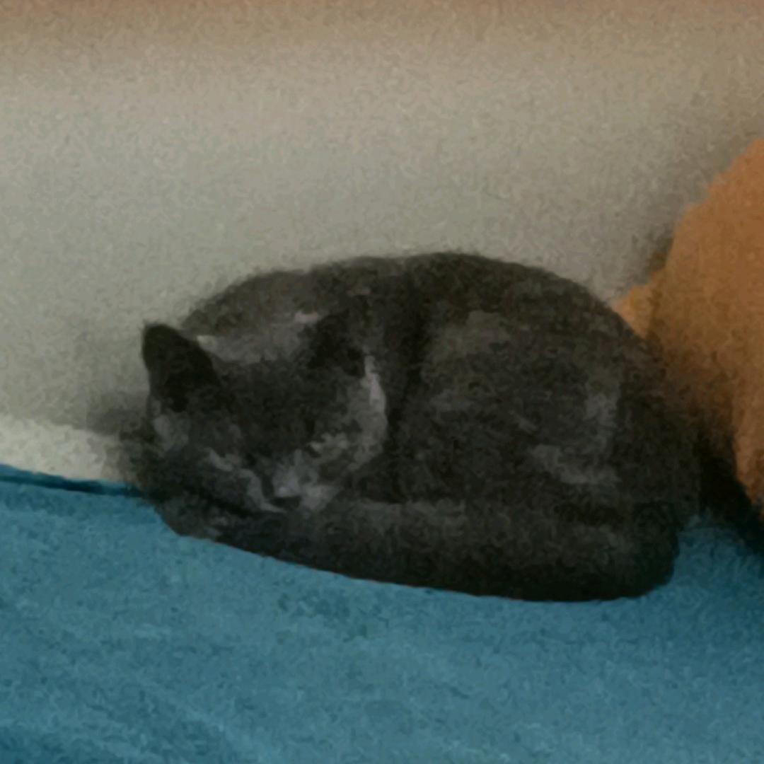 小懒猫(/ω＼)害羞喵～