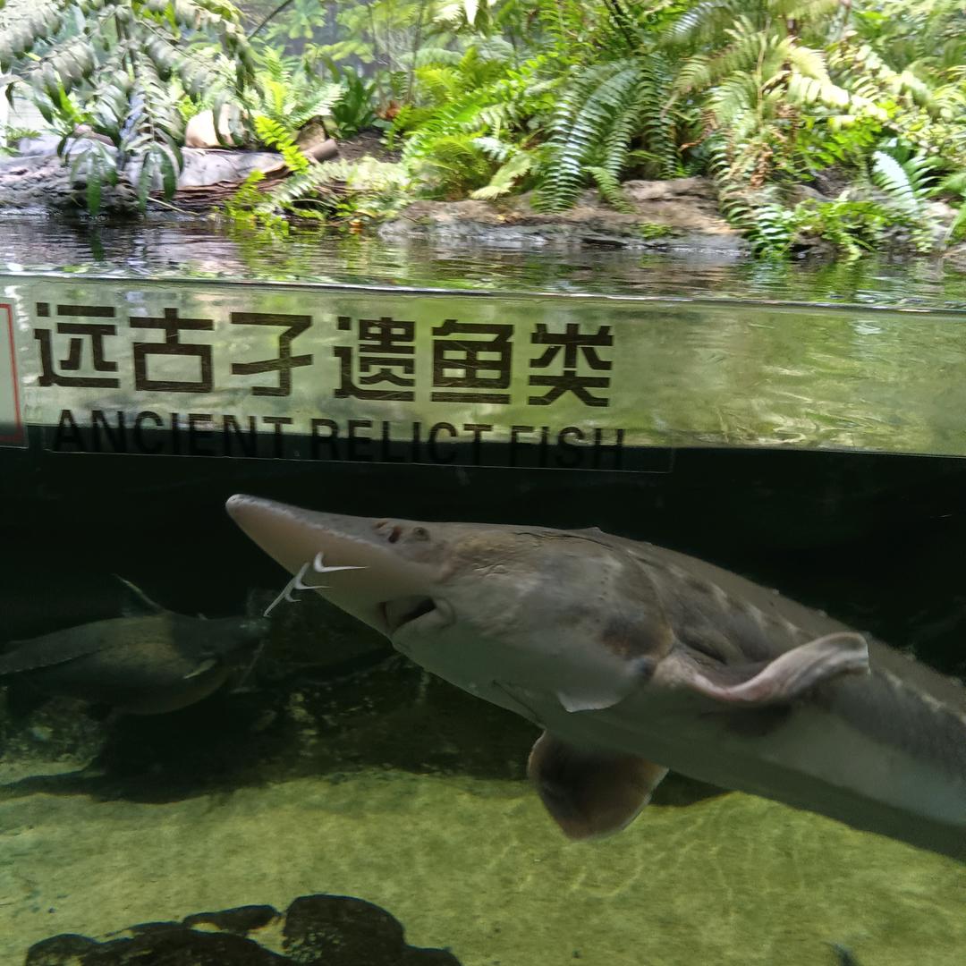 燕子首播筹备