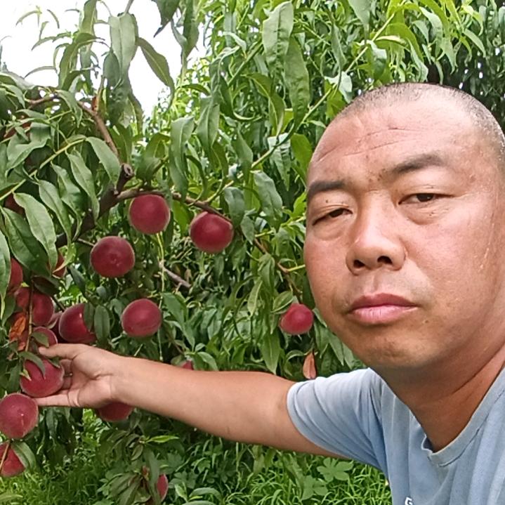 山西明哥🍓🍒🍑采摘园原产地水果直销