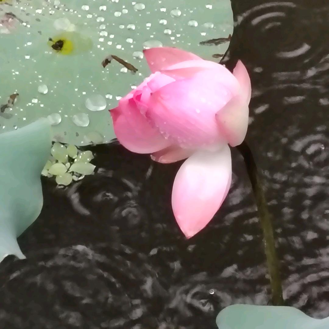 @丹姐