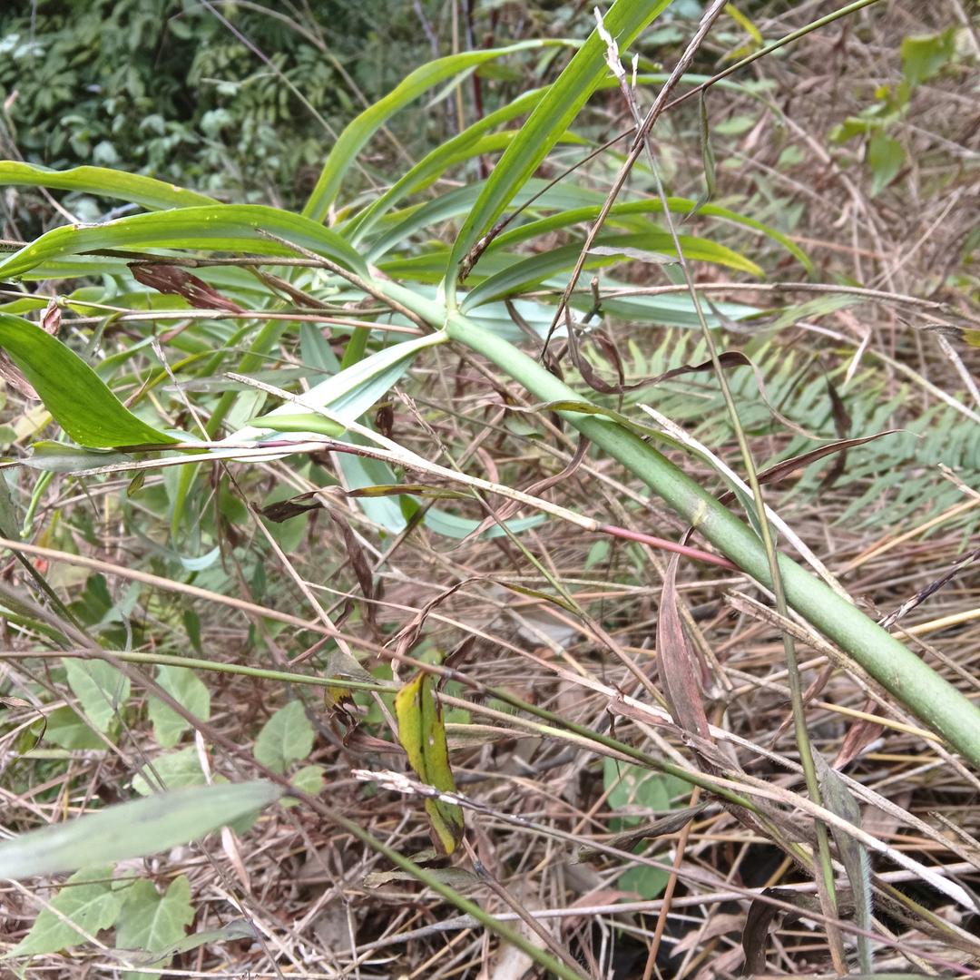 山娃小胡