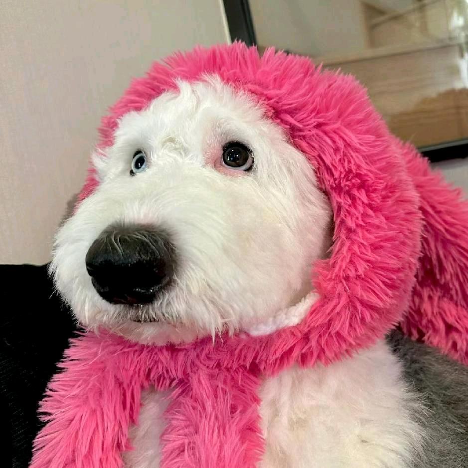 髙丶