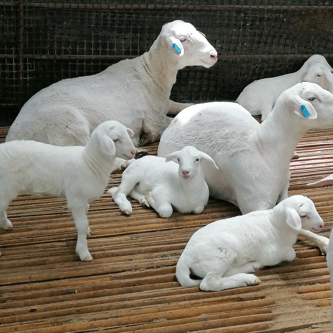 我只说羊、只懂羊🐑🐑🐐🐐🐩🐩