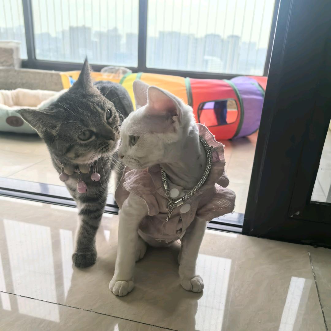 小汤圆宠物杂物社