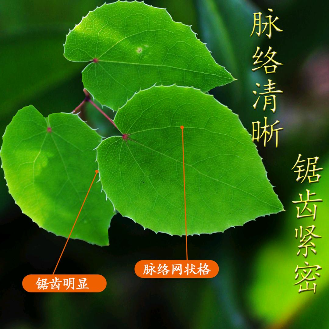 陇哥