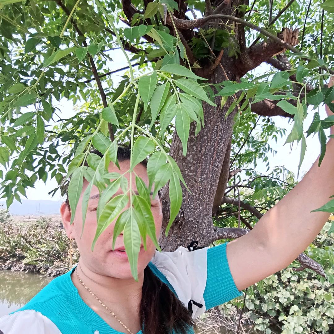 莲莲