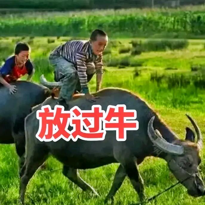 秦哥