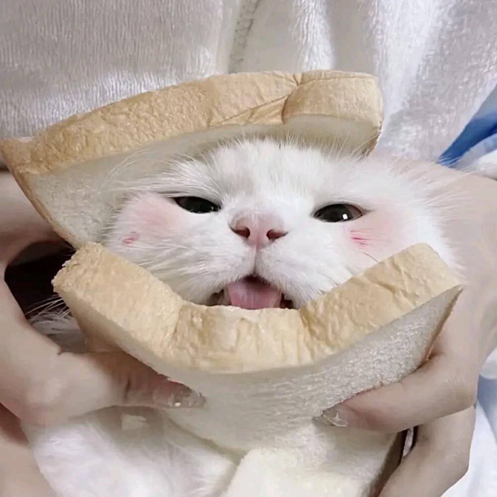 学习怡站🙏（上岸版）