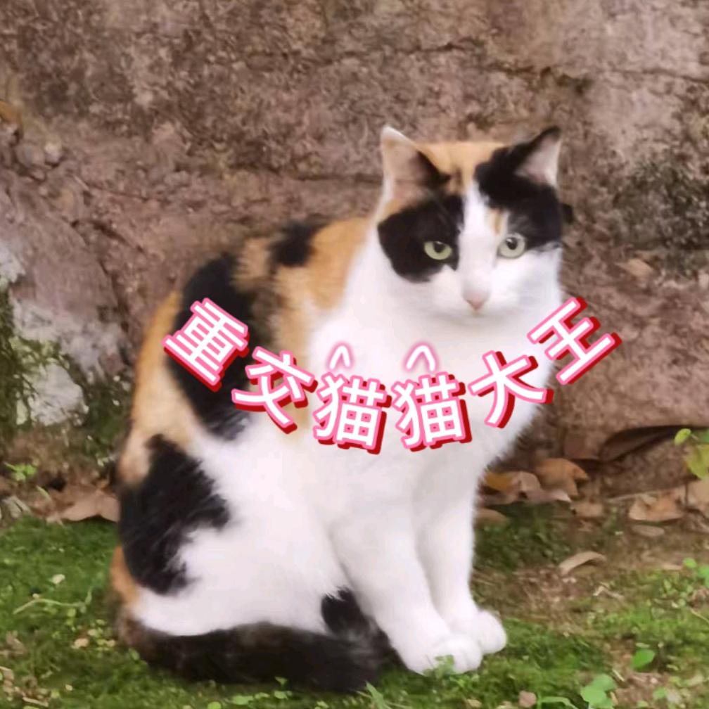 重交猫猫大王