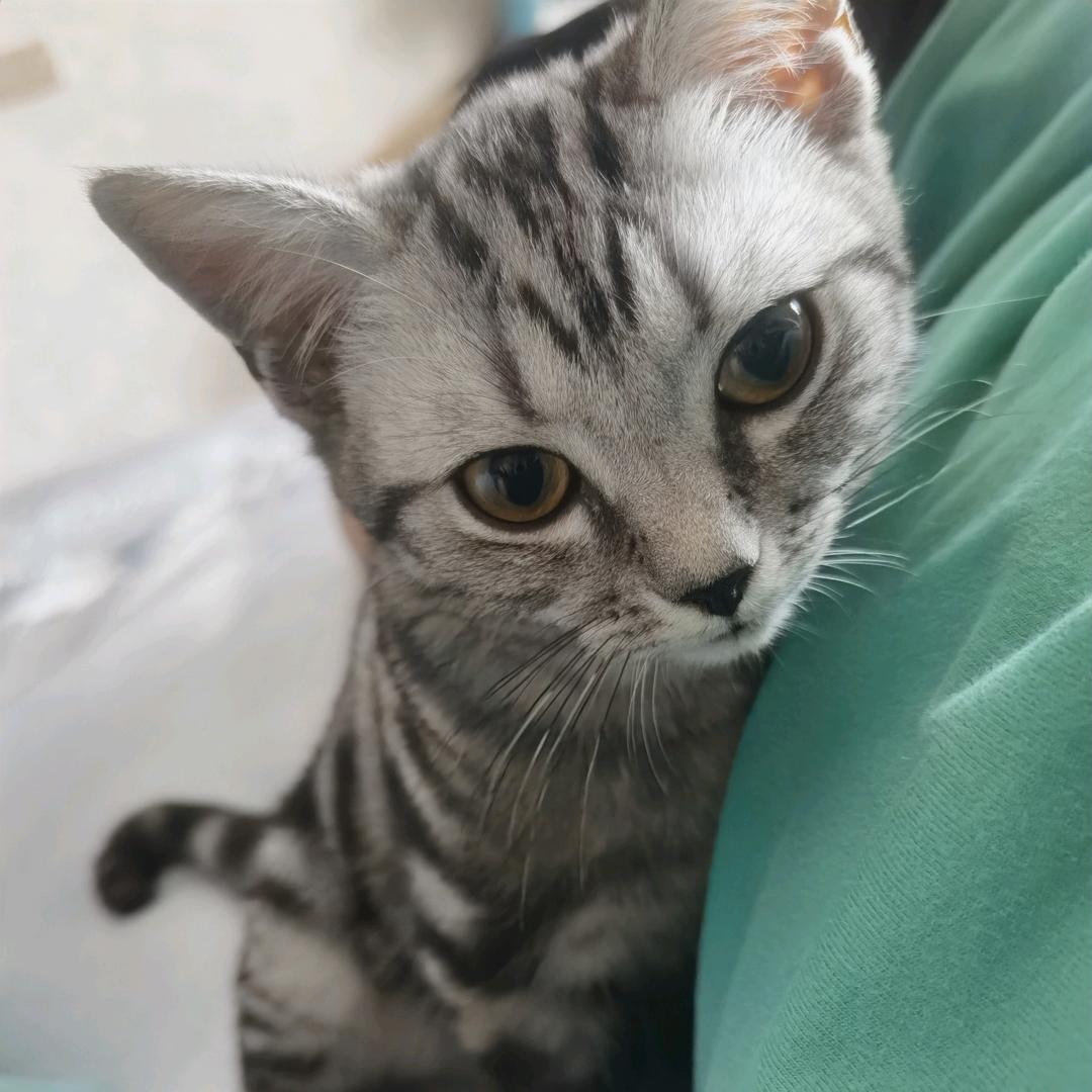 🌈雪豹还能闭嘴吗🌈