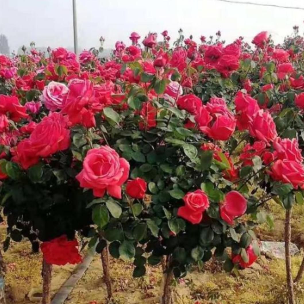 定州孙强工程月季基地