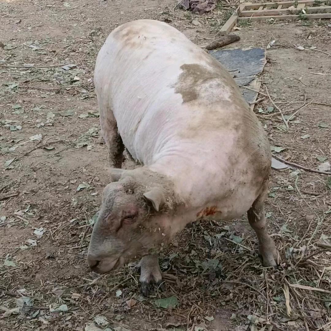 夏洛莱羊养殖户