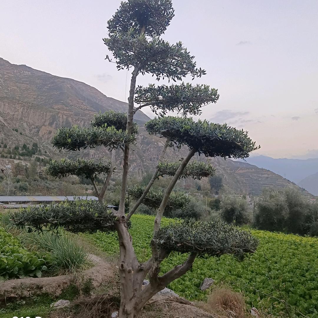 陇南富江油橄榄