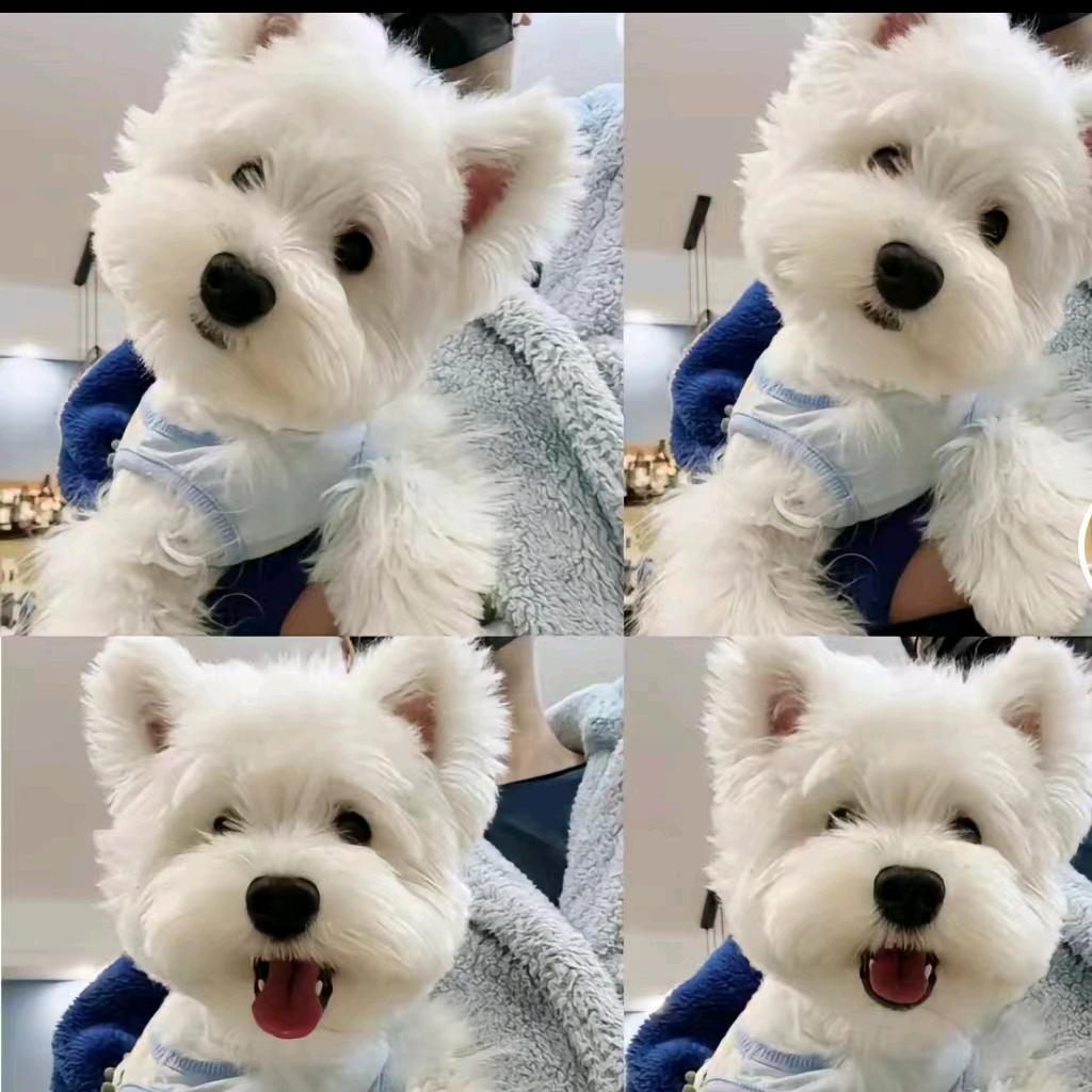 喜旺名贵宠物店(葫芦岛)