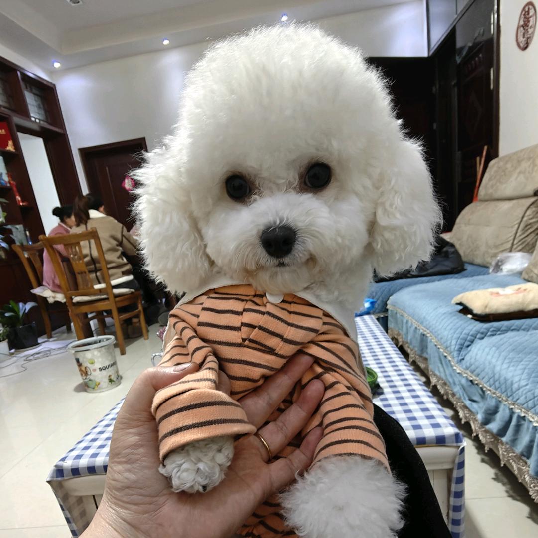 🍊桔子